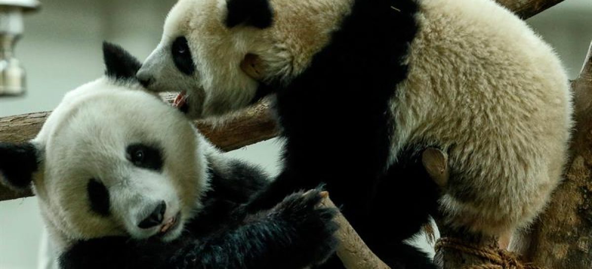 La pareja de pandas del zoo de Kuala Lumpur celebra su décimo cumpleaños