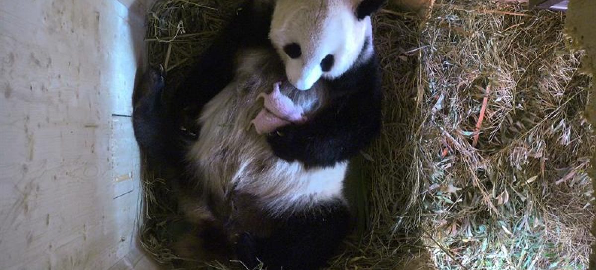 Una panda en el zoológico de Viena tuvo gemelos