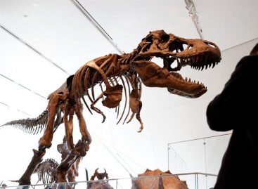 Evolución de los grandes dinosaurios favoreció los ornamentos craneales