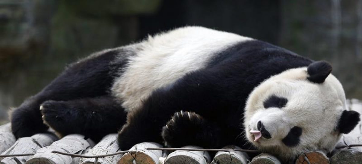 La conservación funciona para el panda, pero todavía no es suficiente