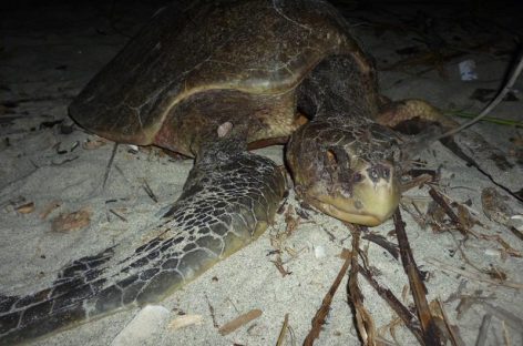 Perros y «hueveros» amenazan a tortugas del Pacífico panameño