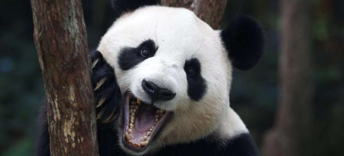 Falleció Jia Jia, el oso panda más longevo del mundo