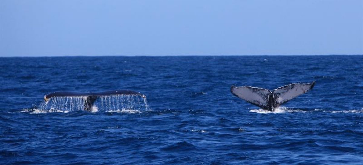 Rechazada iniciativa para crear santuario de ballenas en el Atlántico