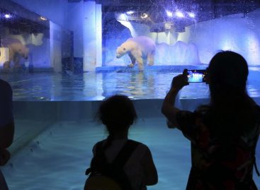 Un millón de personas piden liberar al oso polar «más triste» en China