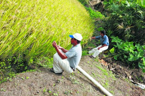 Gobierno le debe US $25 millones a los productores de arroz