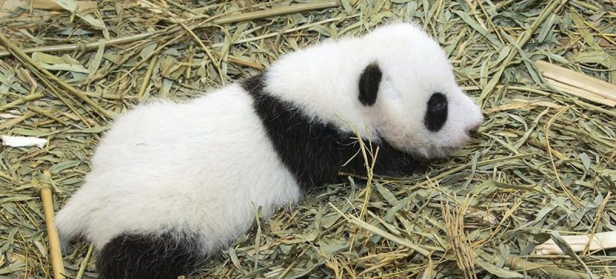El Zoo de Viena pide sugerencias para el nombre de un bebé panda
