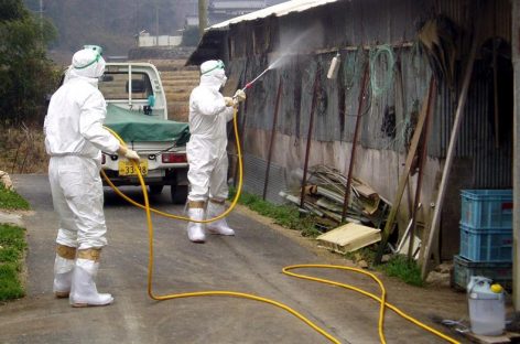 Japón en alerta máxima por gripe aviar tras detectar cepa contagiosa