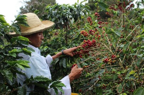El café fino cultivado en tierras altas de Panamá comienza a madurar