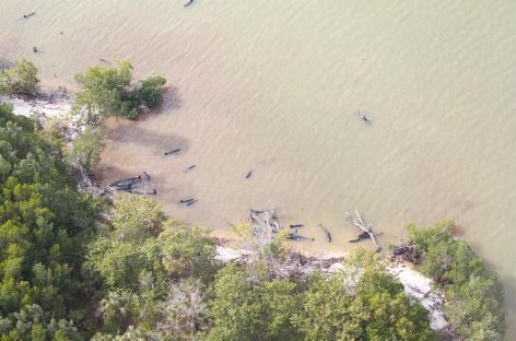Aparecieron muertas 81 orcas negras en la costa sur de Florida