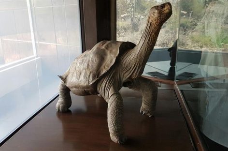 Ecuador declaró bien patrimonial a tortuga emblemática de Galápagos
