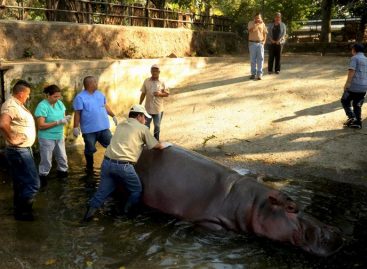 El Salvador cerró zoológico temporalmente tras ataque a hipopótamo