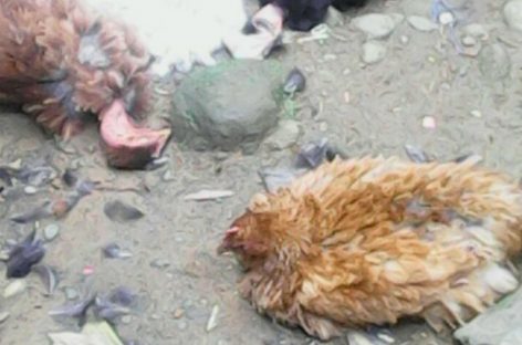 Investigan rara muerte súbita de 30 aves en Bocas del Toro