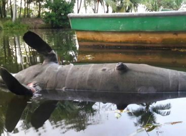 Ambientalistas en alerta: Hallan otro manatí muerto en el río San San