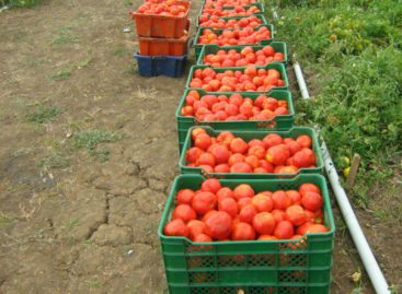 Productores de tomate protestan por pérdidas millonarias a causa de las importaciones