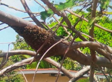 Por ataque de abejas africanizadas murió un hombre en Villa Grecia