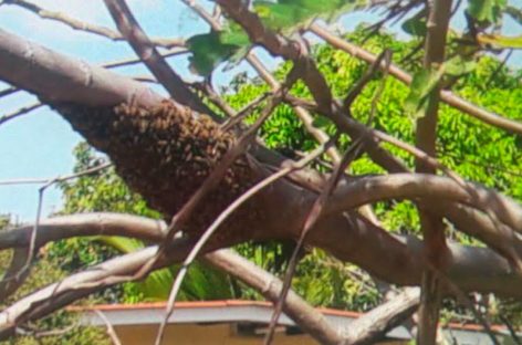 Por ataque de abejas africanizadas murió un hombre en Villa Grecia
