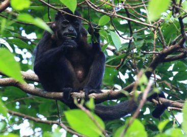 Monitorean el virus de la fiebre amarilla en primates en Darién