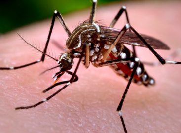 Se registran 1.036 casos de dengue en Panamá en lo que va de 2017