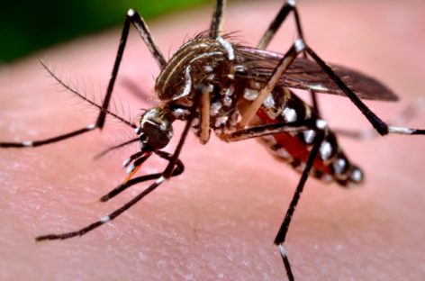 Confirmadas dos muertes por dengue en Colón