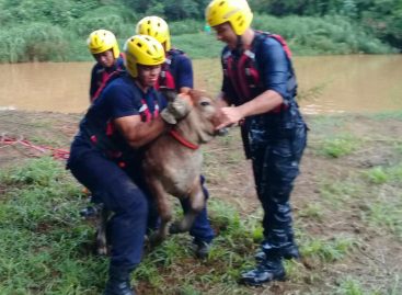 Bomberos rescataron a un bovino que se atascó en el río La Villa