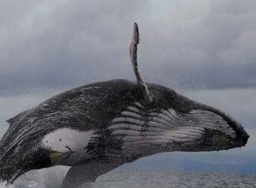 Este mes inicia temporada de avistamiento de ballenas