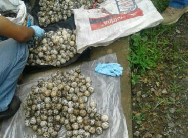 Decomisados 1.560 huevos de tortuga en Tonosí