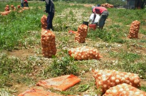 Importación de cebolla afecta a productores locales