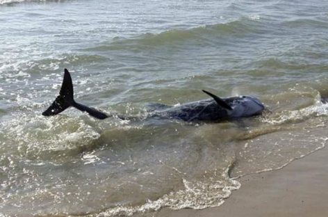 20 delfines murieron tras quedar varados en playa mexicana