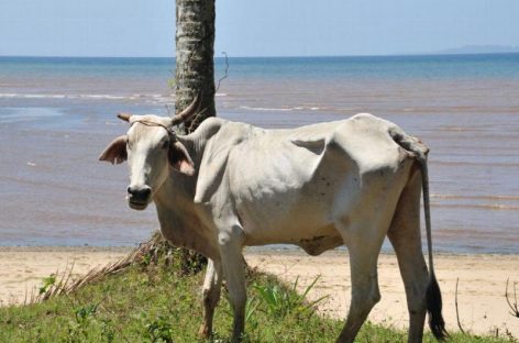Denuncian extravío de 2.433 reses en isla de Coiba