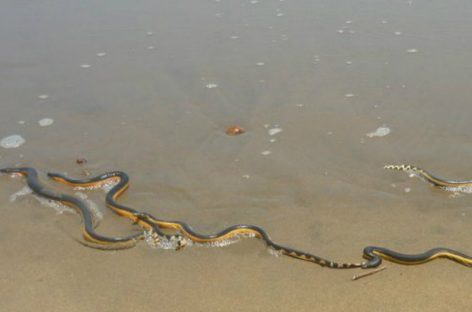 Presencia de serpientes marinas causa alarma en Barú