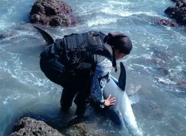 Rescatan a delfín varado en playa de Pedasí