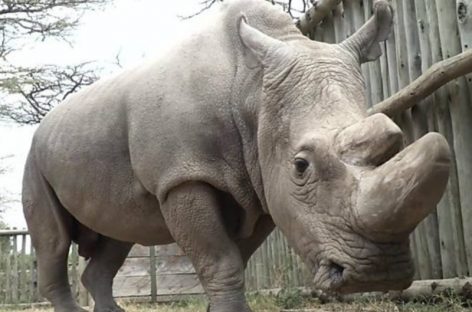 Murió  «Sudán», el último rinoceronte blanco macho del mundo