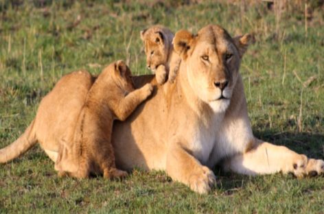 En raras circunstancias hallan muerto a 11 leones en parque de Uganda