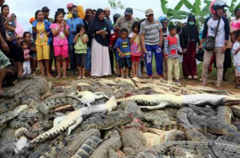 En Indonesia mataron a 292 cocodrilos en peligro de extinción para «vengar» muerte de un hombre
