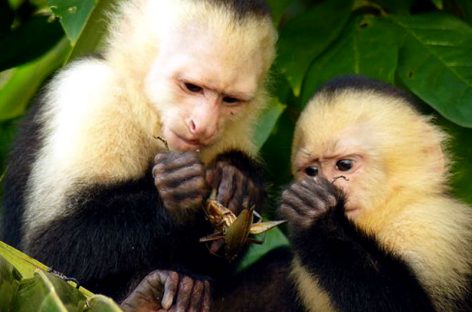 Monos capuchinos panameños parecen haber entrado a su edad de piedra