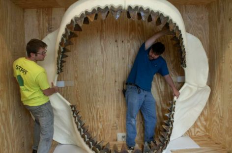 Museo de la Biodiversidad exhibe el «Megalodón», el tiburón más grande de la historia