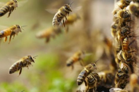 Ingeniero forestal murió tras saltar a un abismo en Manzanares tras ataque de abejas