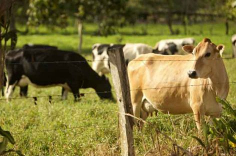 Brote de brucelosis bovina alarma a ganaderos panameños