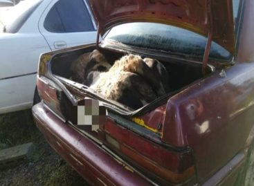 Detenido hombre por transportar una vaca descuartizada en la maleta de su auto