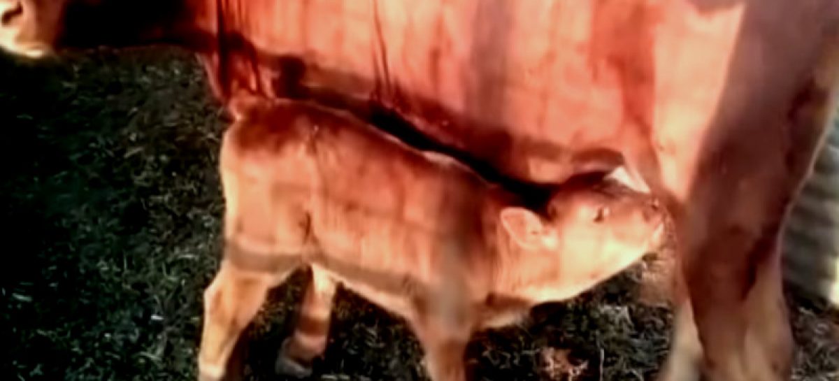 ¿Nacimiento de vaquita roja en Israel anuncia fin del mundo?