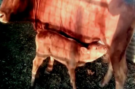 ¿Nacimiento de vaquita roja en Israel anuncia fin del mundo?