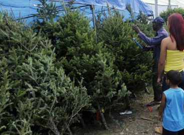 La razón por la que están escaseando los árboles de navidad en Milla 8