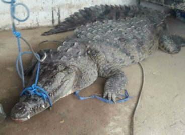 Capturaron a enorme cocodrilo que merodeaba por finca de Bocas