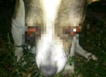 Hasta 24 de meses de prisión podrían enfrentar sujetos que dejaron ciego a un perro con fuegos artificiales