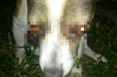 Hasta 24 de meses de prisión podrían enfrentar sujetos que dejaron ciego a un perro con fuegos artificiales