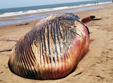 Hallaron ballena muerta en playa de Azuero