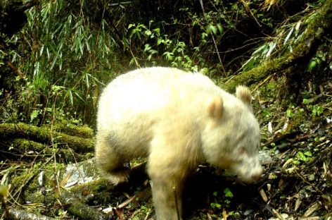 Raro ejemplar de oso panda albino fue avistado en China