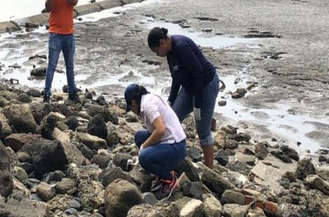 Investigan mortandad de peces en Bahía de Panamá