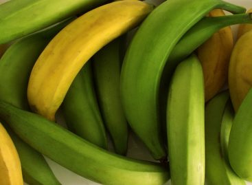 Por brote de hongo se prohibirá ingreso de banano y plátanos desde Colombia