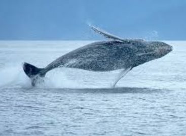 Canal de Panamá comprometido con la protección de ballenas